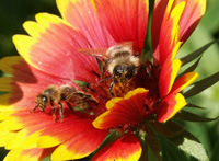 bees in a flower