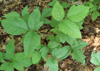 leaves used for natural remedies