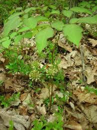 interstitial cystitis naturopath Perth | interstitial cystitis homeopath Perth