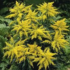 interstitial cystitis naturopath Perth | interstitial cystitis homeopath Perth