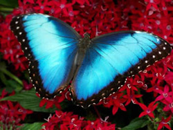 beautiful blue butterfly