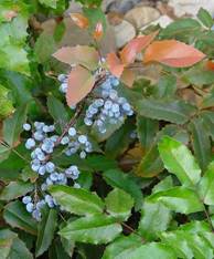 acne naturopath Perth | acne homeopath Perth