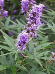 acne naturopath Perth | acne homeopath Perth
