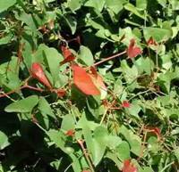 cystitis naturopath Perth | cystitis homeopath Perth