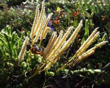 cystitis naturopath Perth | cystitis homeopath Perth