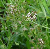cystitis naturopath Perth | cystitis homeopath Perth