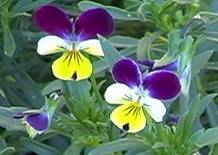 https://www.cottnat.com.au//wp-content/uploads/2013/12/Viola tricolor.jpg