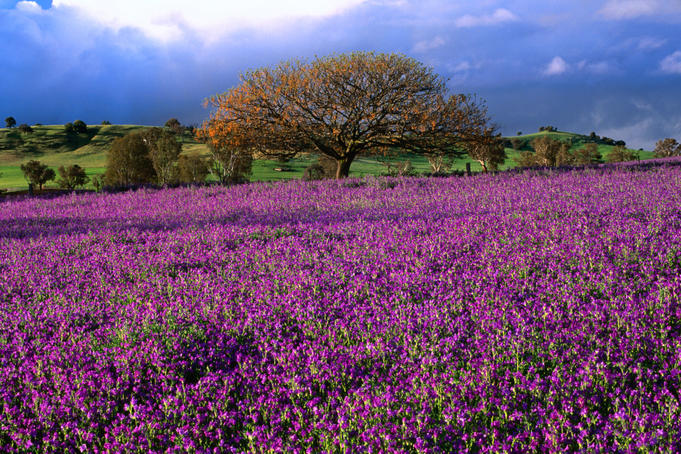 Natural Remedies For Hay Fever Pregnancy Natural Remedies For Hay Fever Pregnancy