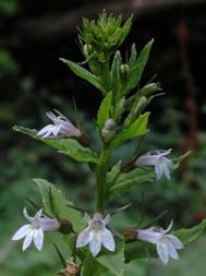 LOBELIA_INFLATA