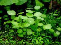 Psoriasis naturopath Perth | Psoriasis homeopath Perth