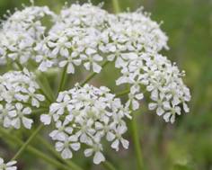 https://www.cottnat.com.au//wp-content/uploads/2013/12/flowers_2_750.jpg