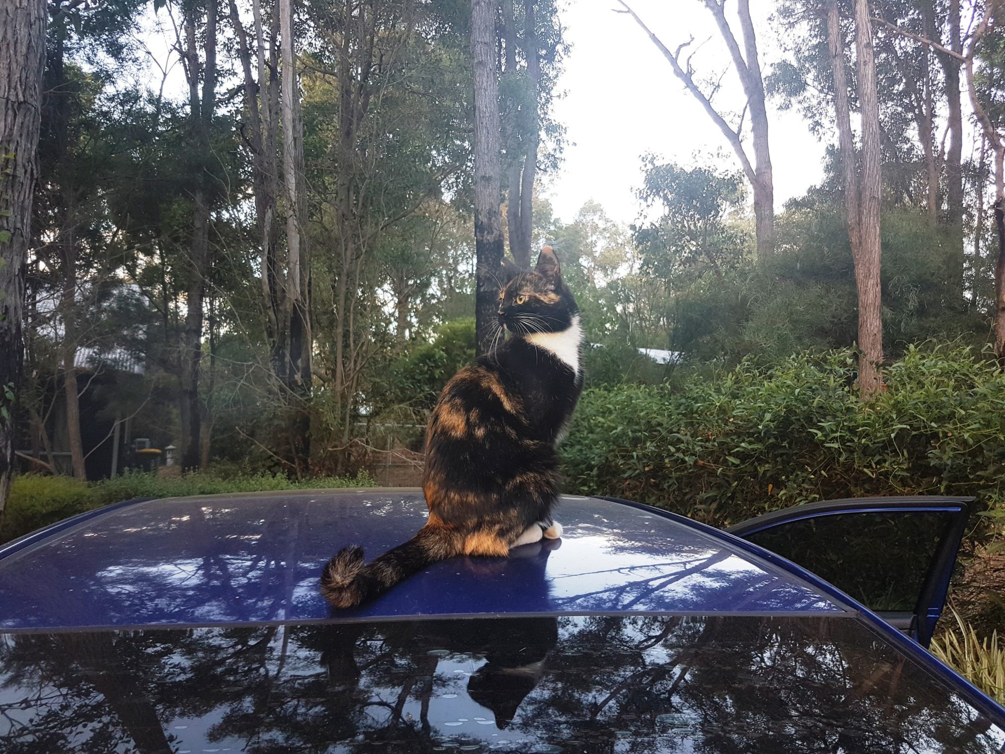 Cat Perth 6